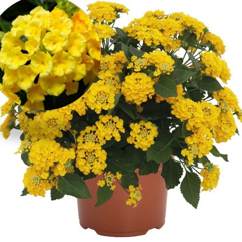 Lantana 'Havana Gold' - Lantaan 'Havana Gold'    